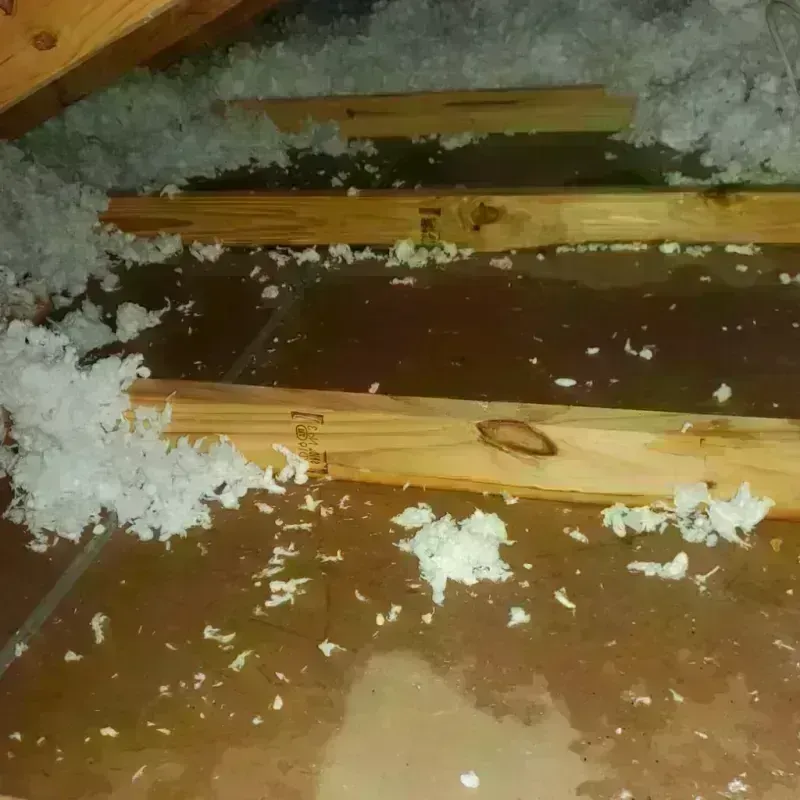 Attic Water Damage in Humble, TX