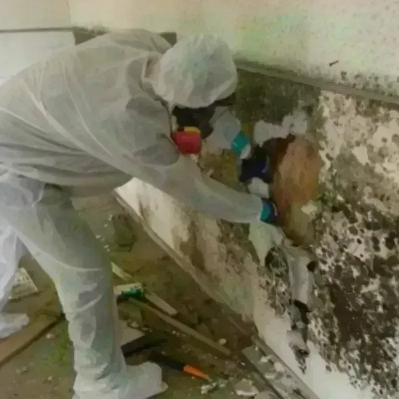 Mold Remediation and Removal in Humble, TX